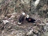 Bald Eagles Nest- Live Feed